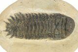 Bargain Crotalocephalina Trilobite Fossils - 2 1/2 to 3 1/2" - Photo 3